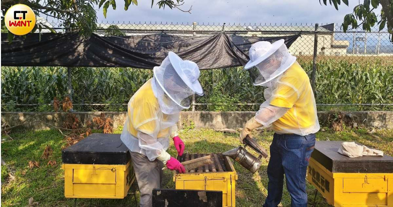 在東和蜂文化觀光工廠的蜂場體驗中，旅客可戴上防蜂帽看專門人員透過煙燻方式暫時驅離蜜蜂、便於採蜜。（圖／魏妤靜攝） 