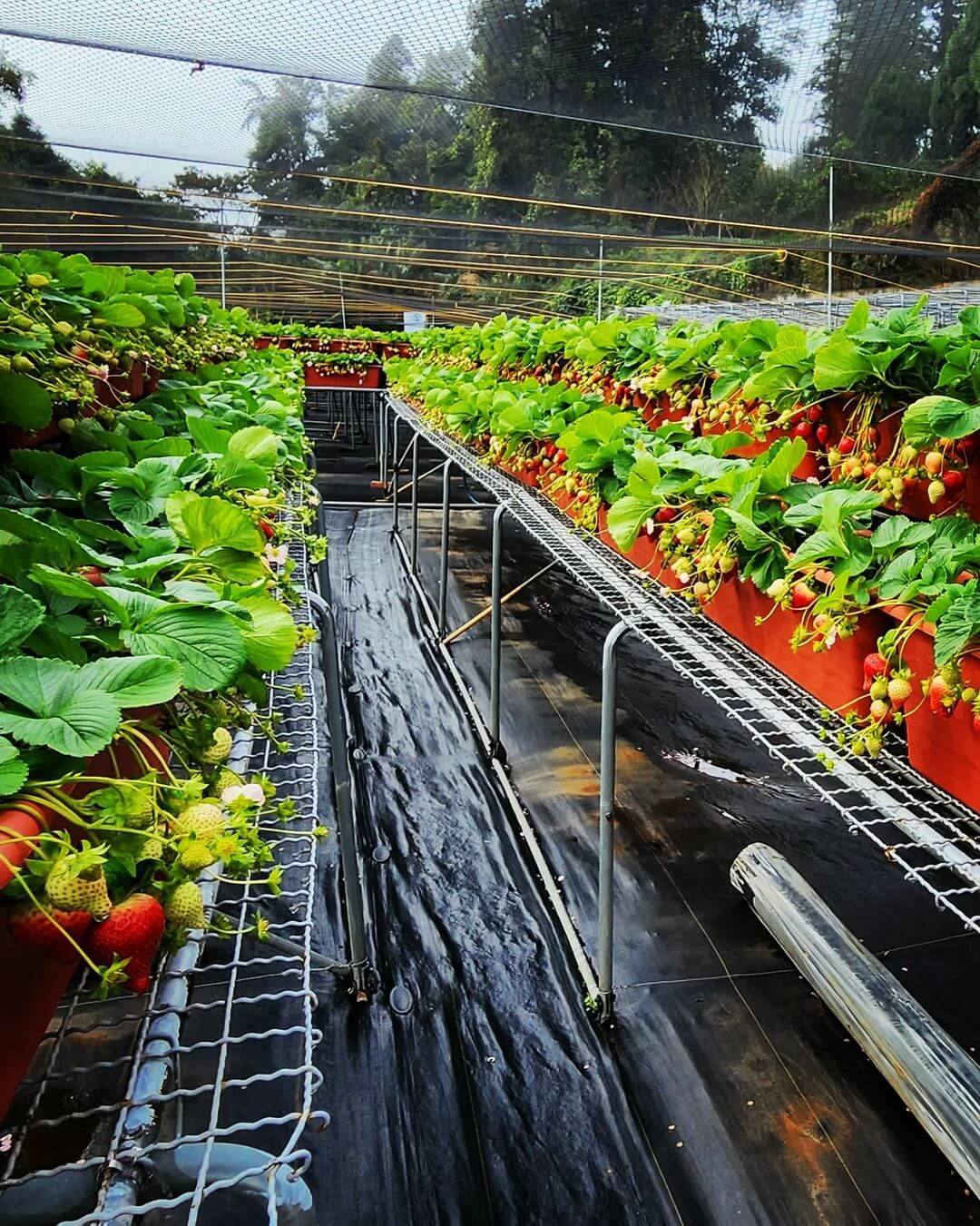 苗栗大湖草莓園推薦｜大湖紅香草莓園