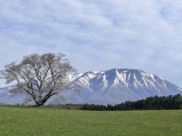 小岩井農場