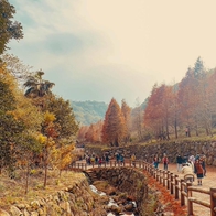 全台落羽松景點懶人包｜秋冬不可錯過的六大落羽松秘景，彷彿是一幅大自然的畫作