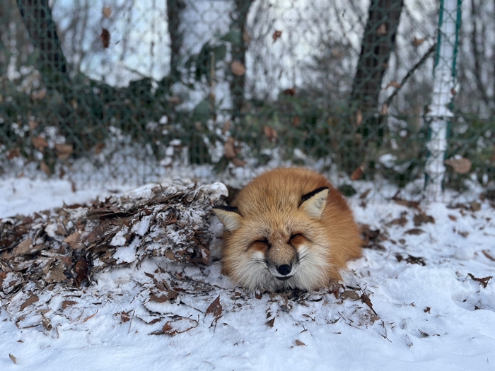 藏王狐狸村