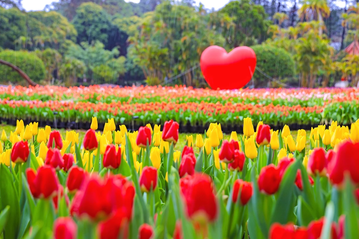 2026 年士林官邸鬱金香展也於日前盛大登場，本屆展覽以「浪漫滿園」為主題，最大的特色莫過於共展出超過 11 萬株鬱金香，主要品種來自荷蘭與日本，花色包含紅、粉、黃、紫、白等多樣色系。園區規劃五大主題展區，分布於官邸公園入口廣場、西式庭園、露天音樂座周邊草地及主花圃區域，採大片色塊式種植與造景搭配呈現。