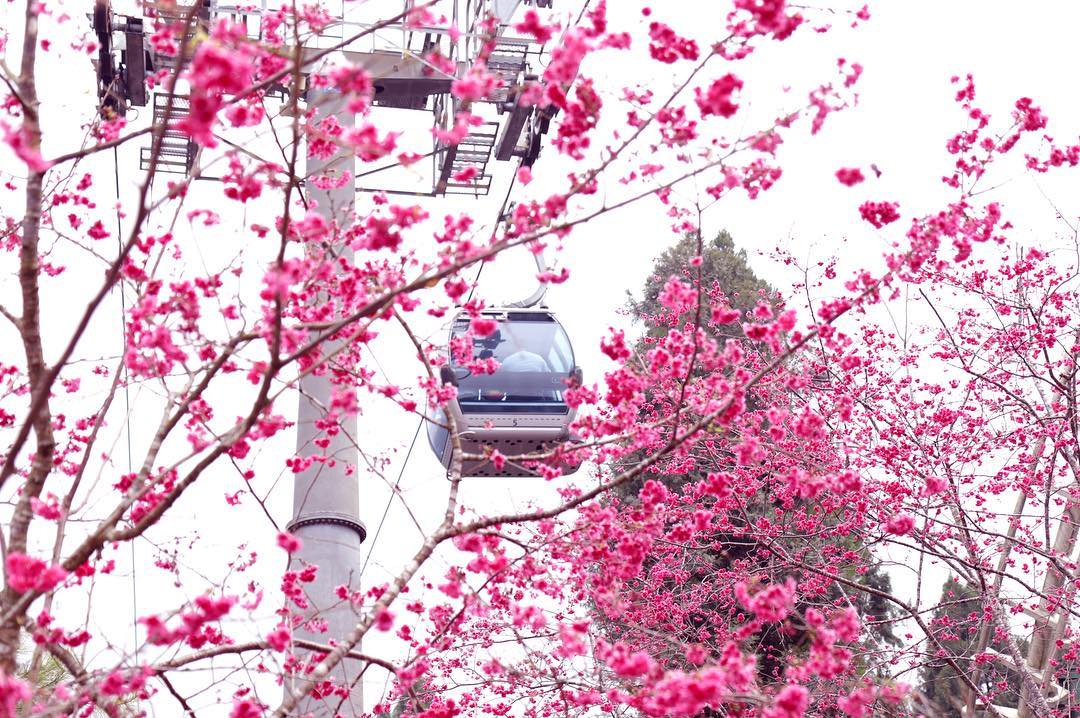 日月潭纜車 九族櫻花祭 日月潭 