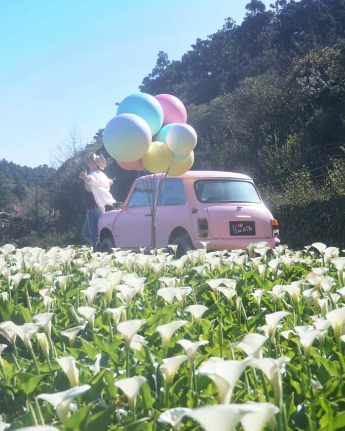 陽明山花季攻略,竹子湖海芋季,陽明山花季,繡球花,海芋,陽明山,陽明山景點