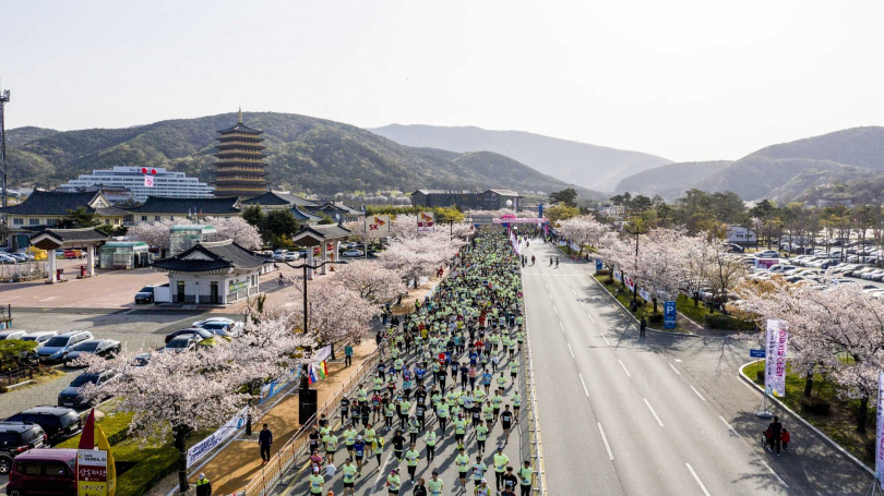 韓國慶州櫻花馬拉松將於4/6舉辦。
