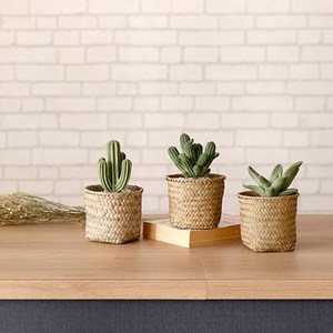 日本mercyu仙人掌編織籃擴香100ml -柑橘馬鞭草(多款可選)