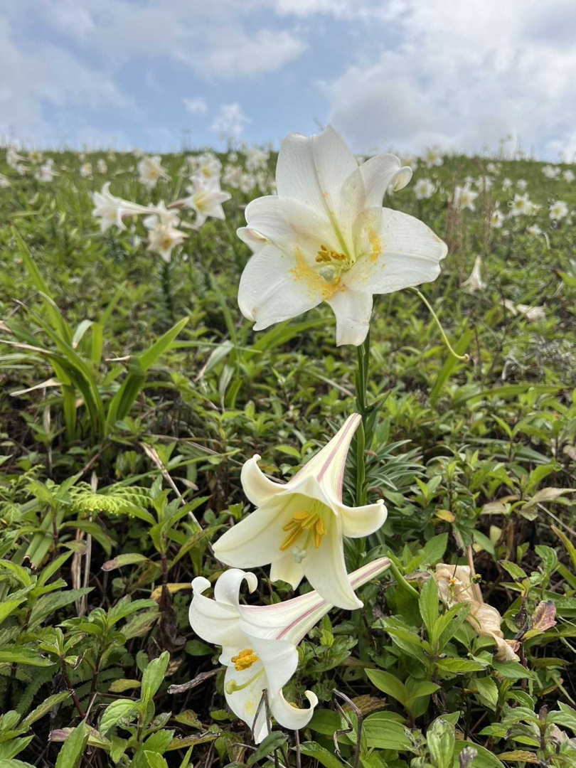 北海岸野百合台灣特有的百合屬植物，具有芳芬香味、白色花瓣、花背中肋有明顯紫褐色條紋，形狀宛如白色號角。（圖／翻攝自Facebook北觀粉絲團-幸福北海岸）