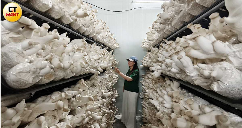 近兩年圃圃豐農場開始開放民眾前往進行採菇體驗，只見有機杏鮑菇一字排開相當壯觀。（圖／魏妤靜攝） 