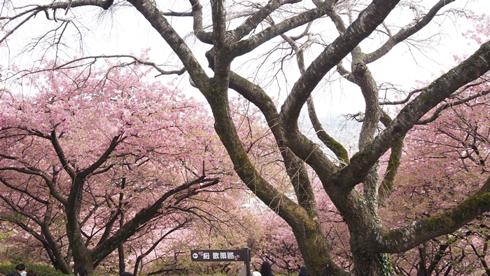 松田櫻花祭