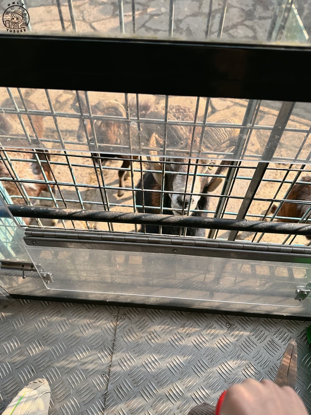 九州自然動物園叢林巴士