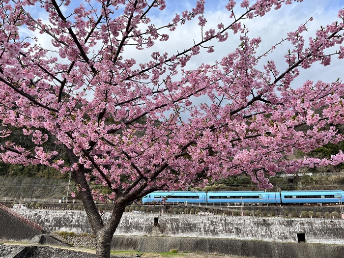 東京賞櫻景點推薦－箱根、熱海、伊豆