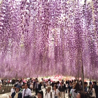 美到要花瘋了！日本四大夢幻花海一次看