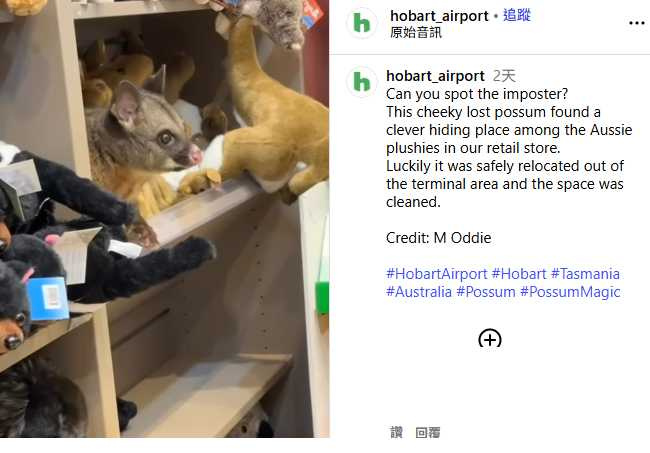 野生刷尾負鼠藏身玩偶貨架，與絨毛娃娃幾乎難辨。（圖／翻攝自IG，hobart_airport）