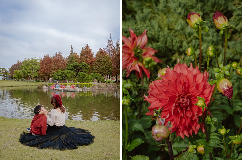 彰化景點》成美文化園｜百米落羽松步道超夢幻！油紙傘天空步道、