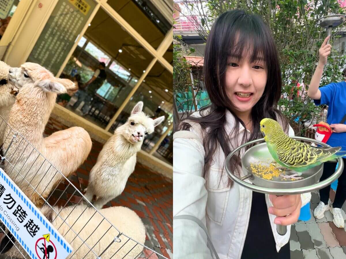 高雄一日遊推薦｜三大私房景點路線懶人包：泡麵土地公、水豚互動園、彩色小鎮