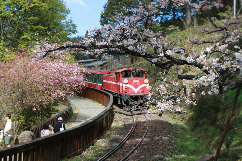 阿里山櫻花如今正在枝頭粉嫩開花，加上紅色的小火車，形成阿里山獨特風景。（圖／嘉義縣文觀局提供）