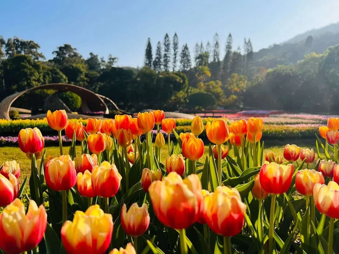 鬱金香原產於中亞地區，後來在荷蘭大量栽培而聞名世界，因花期集中、盛開時視覺效果強烈，能在短時間形成壯觀花海，極具觀賞與拍照價值而受大大眾喜愛，更被歐洲人稱為「魔幻之花」。