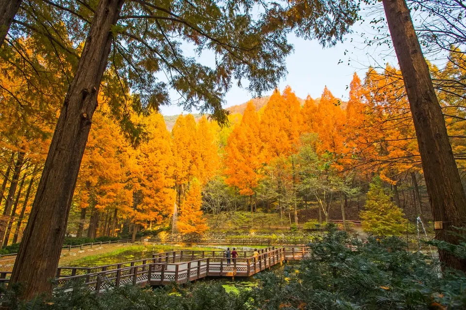 長泰山楓景