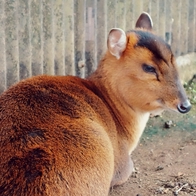 明明沒有熊棲息的千葉縣，卻因為這種動物而造成極大困擾 | Japaholic