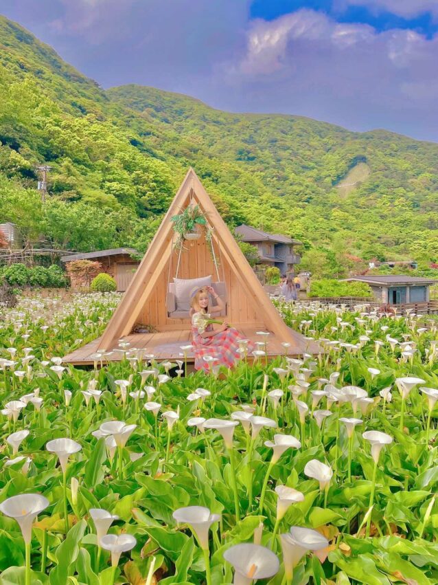 陽明山花季攻略,竹子湖海芋季,陽明山花季,繡球花,海芋,陽明山,陽明山景點