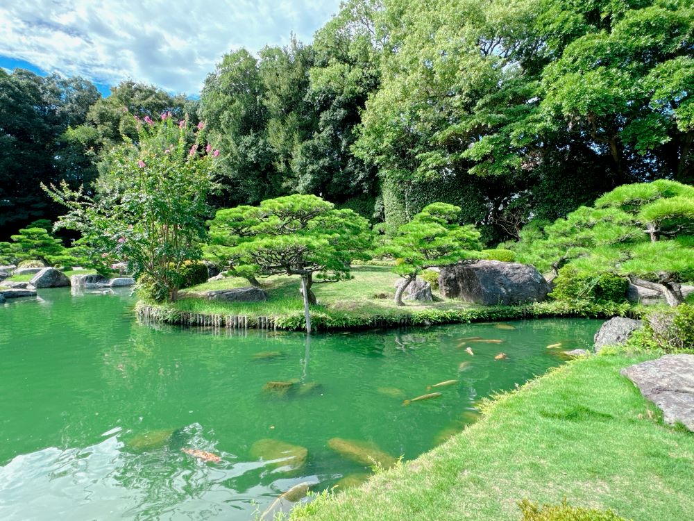 大濠公園日本庭園_上池_鯉魚