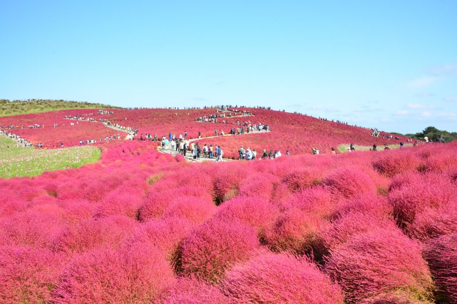 コキア