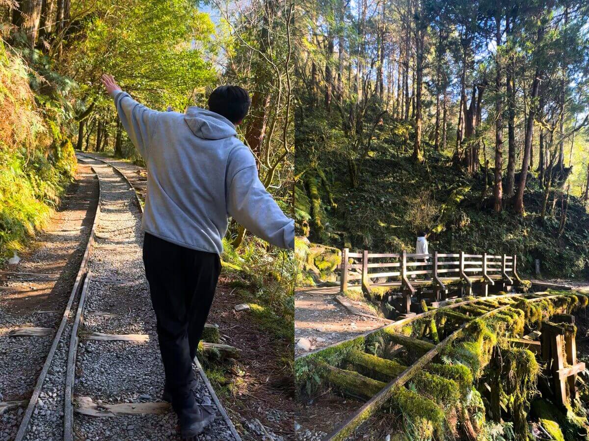 宜蘭景點|CNN認證全球最美步道之一!宜蘭見晴懷古步道,走進宮崎駿動畫世界的夢幻森林