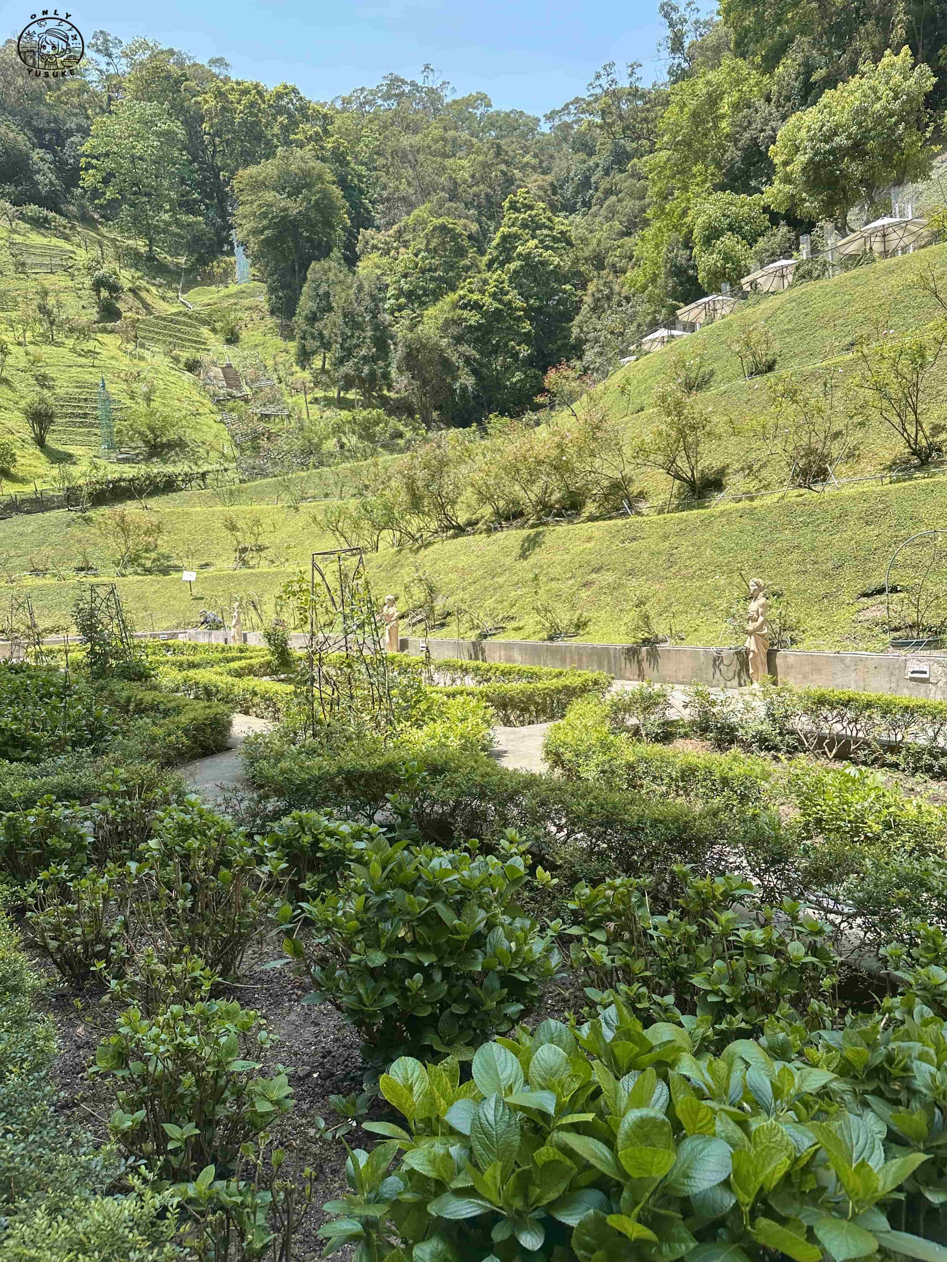 雅聞七里香玫瑰森林介紹