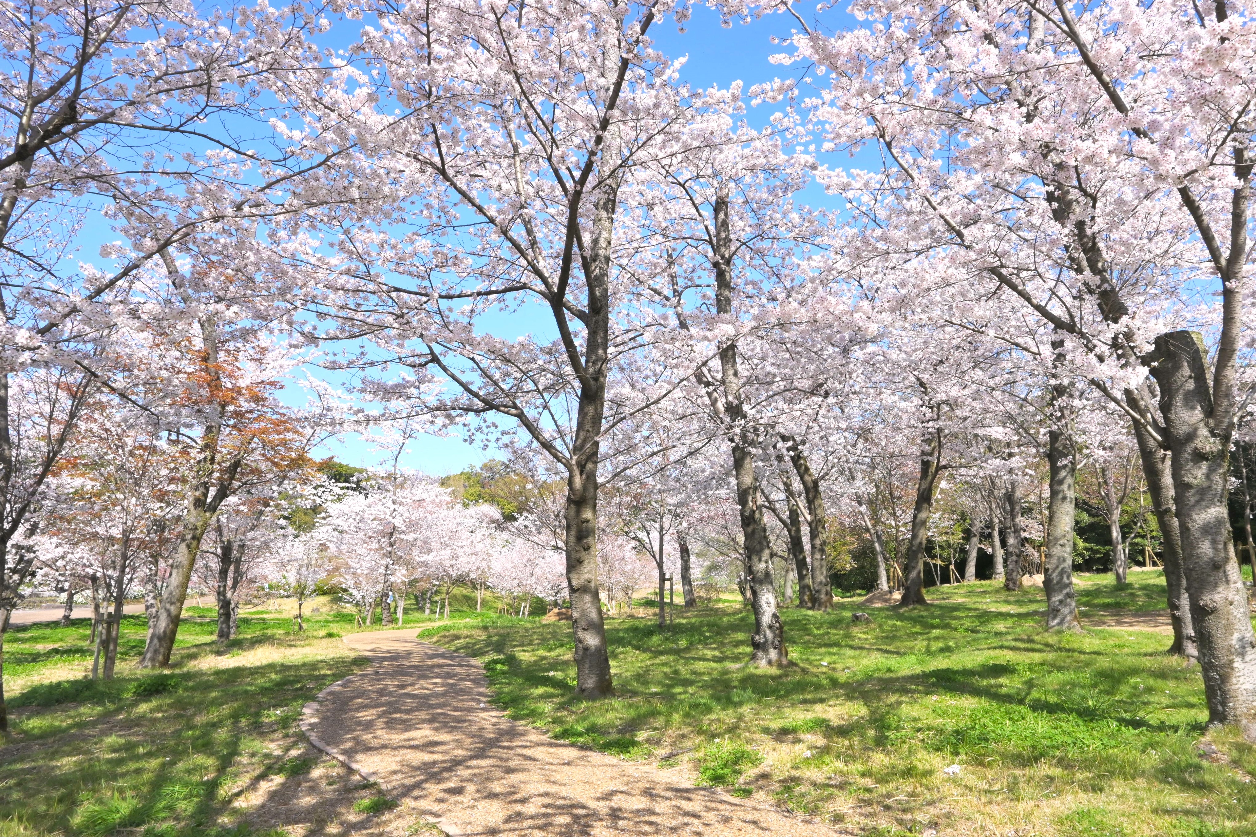 万博記念公園