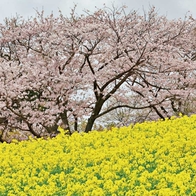 欣賞粉色天空下的金黄地毯！精選關東5處「櫻花x 油菜花」春日限定景點 | Japaholic