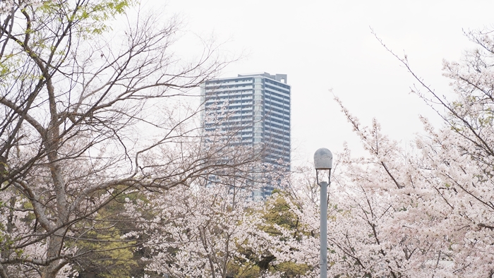 比治山櫻花