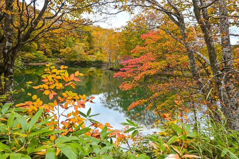 🍁 秋天藏王溫泉賞楓去：漫步紅葉與溫泉的秋日畫卷