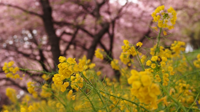 松田櫻花祭