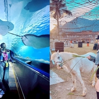 花蓮親子景點｜2026暑假13個放電好去處！鳳梨園小火車、章魚燒DIY，順遊台版紐西蘭 - ReadyGo