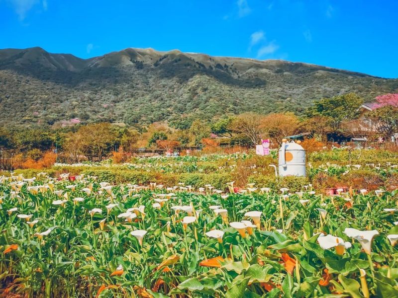 台北景點｜陽明山竹子湖海芋季｜苗榜海芋花園餐廳