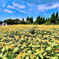 從高原花海到璀璨煙火 日本大分夏日旅行提案