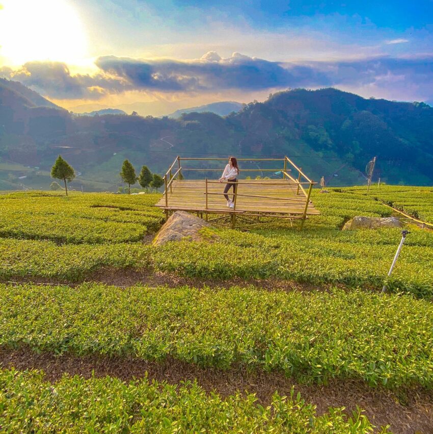 阿里山景點報你知！嘉義阿里山2天1夜行程規劃、住宿門票優惠攻略，教你阿里山開車怎麼玩！