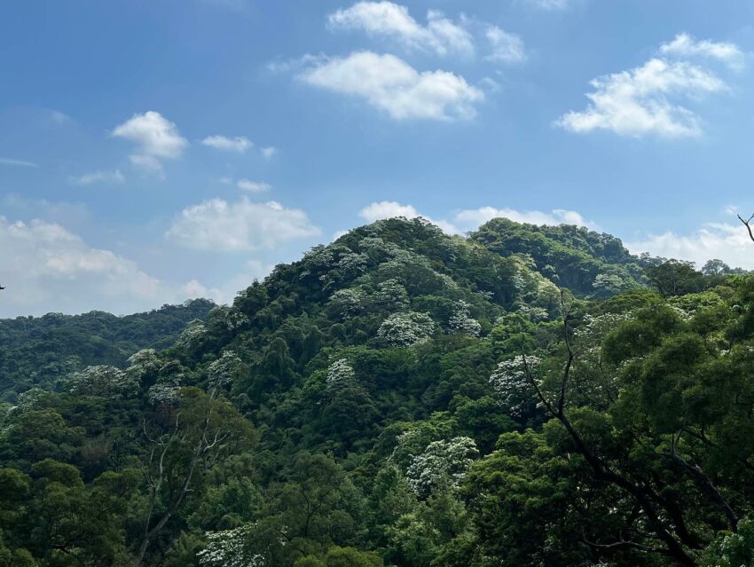 台北賞桐,新北賞桐,台北賞桐景點,新北賞桐景點,桐花景點,賞桐花,桐花季,台北桐花季,新北桐花季,五月雪,油桐花,桐花,土城桐花公園,四腳亭登山步道,三生步道,萬福生態公園,嶺腳寮登山步道,汐止白雲步道,白雲步道,四腳亭,土城桐花,萬福公園,嶺腳寮,桐花公園,賞桐步道,賞桐景點,新北客家桐花季,客家桐花季,