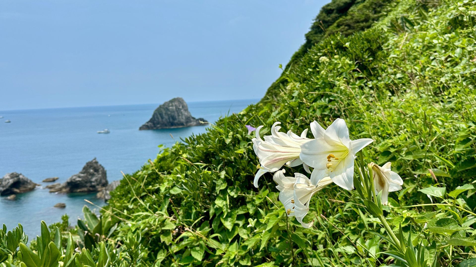 基隆嶼百合花季節