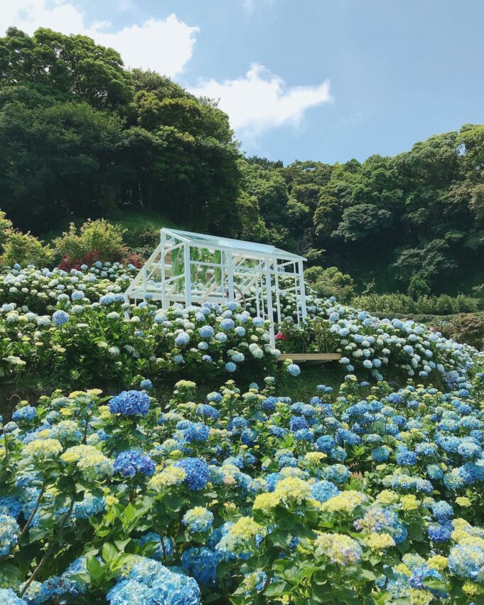 陽明山海芋繡球花季,陽明山繡球花季,繡球花季,繡球花,台北景點,陽明山景點,陽明山花季攻略,竹子湖海芋季,陽明山花季,繡球花,海芋,陽明山,陽明山景點