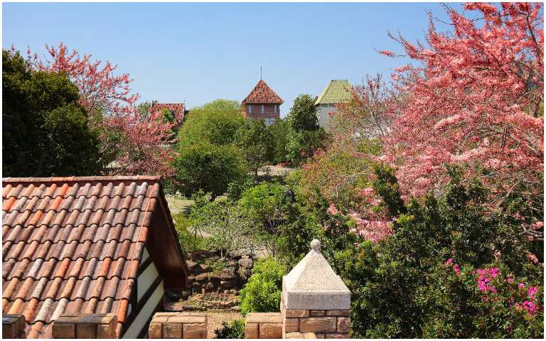 花旗木盛開(圖／巧克力雲莊提供）