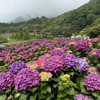 美到像仙境！2026竹子湖繡球花季盛大開跑｜打卡祕境、交通管制、賞花攻略一次看！