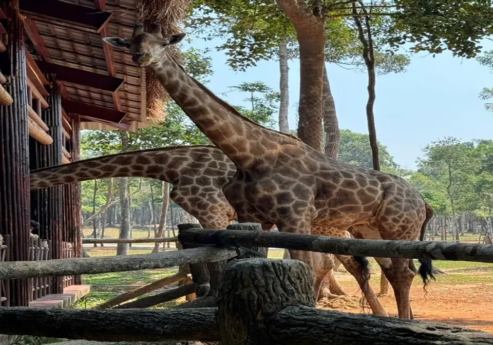 富國島SAFARI野生動物園