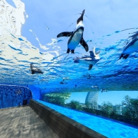 日本親子遊推薦！東京3大人氣「水族館」，水母隧道、海豚秀超吸睛