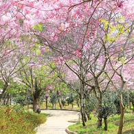 六龜賞花感受粉色浪漫 神威天台山花旗木盛放