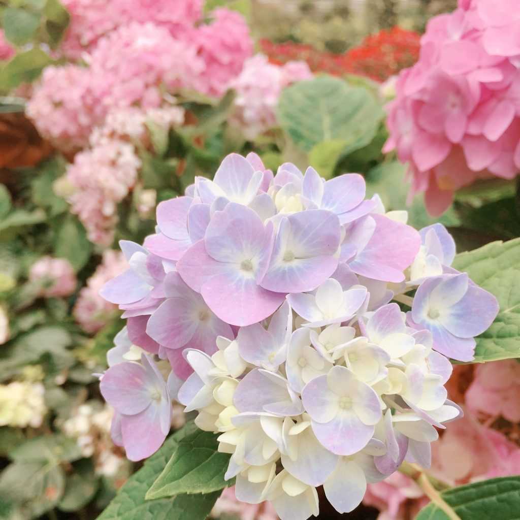 日月潭景點 2025杉林溪繡球花季｜全台最美繡球花花季時間/交通方式，杉林溪繡球花一日遊攻略。 6 2025