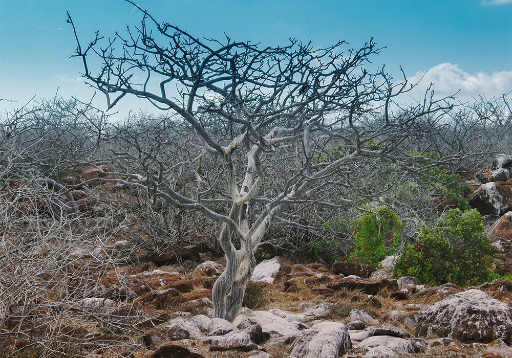 2022名人圈最紅聖誕禮！「秘魯聖木、鼠尾草」10大特點必看，功效與好處一次解惑！