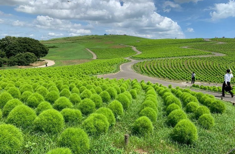 日本不只紅葉美 茨城波波草超療癒 - LINE旅遊