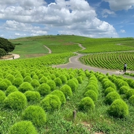 日本不只紅葉美 茨城波波草超療癒