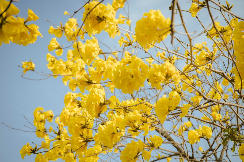 黃花風鈴木已進入花期，八掌溪畔則持為浪漫黃金大道。（圖／嘉義市府提供）